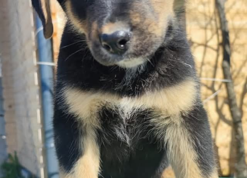 Fotografija 2 - Preslatki Rayder iz Šibenskih šapa traži dom