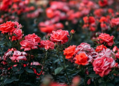 Uz ovaj jednostavan trik ruže će narasti nikad ljepše