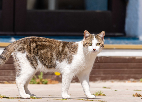 Nakon pasa, u pripremi i obvezno mikročipiranje mačaka