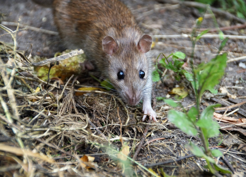 Od iduće srijede kreće deratizacija na području Grada Vodica