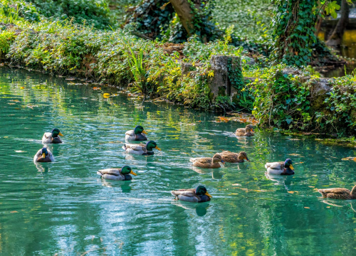 Fotografija 5 - FOTO: Dočekajte proljeće u Nacionalnom parku „Krka“ po cijeni ulaznice od 7 eura