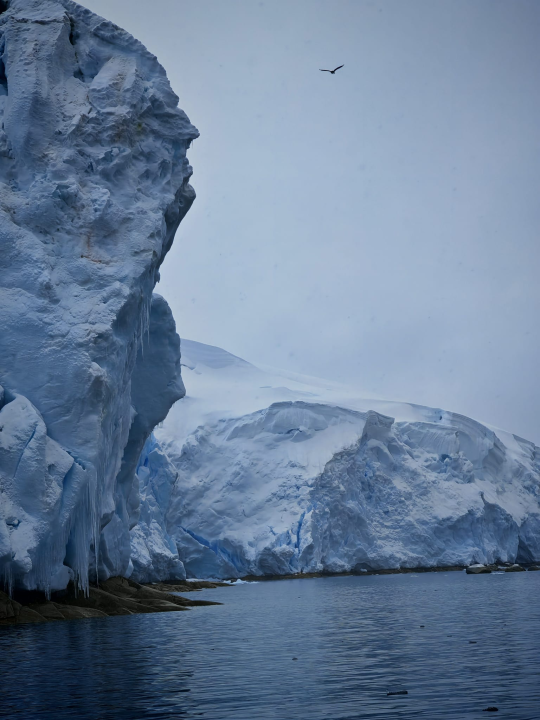 Veliki Gogo na sedmom kontinentu: 'Ako bi Antarktiku trebao opisati riječima, osjećao bi se da abnormalno umanjujem doživljaj'