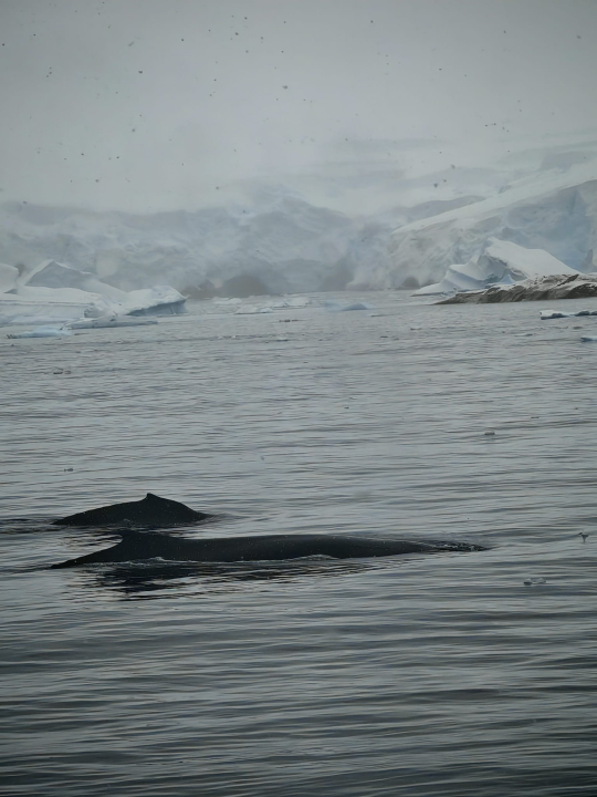 Veliki Gogo na sedmom kontinentu: 'Ako bi Antarktiku trebao opisati riječima, osjećao bi se da abnormalno umanjujem doživljaj'