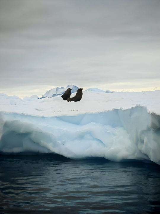 Veliki Gogo na sedmom kontinentu: 'Ako bi Antarktiku trebao opisati riječima, osjećao bi se da abnormalno umanjujem doživljaj'