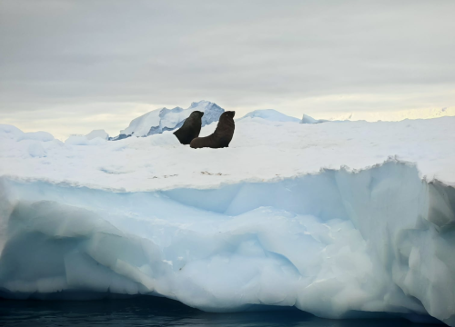 Fotografija 40 - Veliki Gogo na sedmom kontinentu: 'Ako bi Antarktiku trebao opisati riječima, osjećao bi se da abnormalno umanjujem doživljaj'