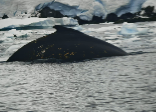 Fotografija 39 - Veliki Gogo na sedmom kontinentu: 'Ako bi Antarktiku trebao opisati riječima, osjećao bi se da abnormalno umanjujem doživljaj'