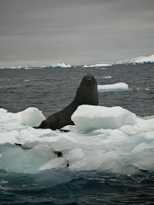 Veliki Gogo na sedmom kontinentu: 'Ako bi Antarktiku trebao opisati riječima, osjećao bi se da abnormalno umanjujem doživljaj'