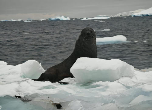 Fotografija 36 - Veliki Gogo na sedmom kontinentu: 'Ako bi Antarktiku trebao opisati riječima, osjećao bi se da abnormalno umanjujem doživljaj'
