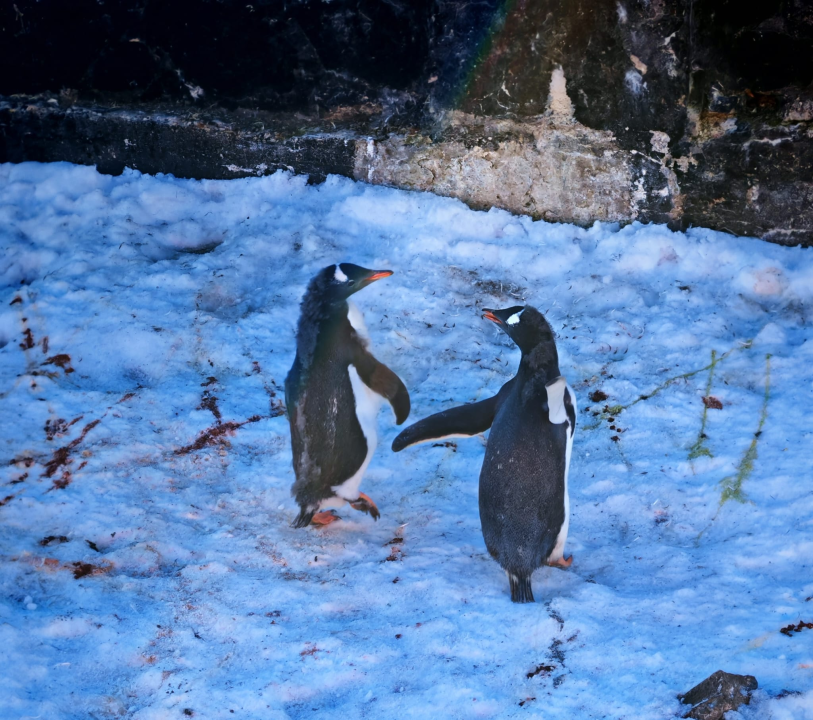 Veliki Gogo na sedmom kontinentu: 'Ako bi Antarktiku trebao opisati riječima, osjećao bi se da abnormalno umanjujem doživljaj'
