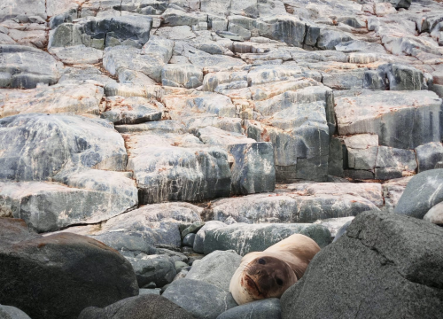 Fotografija 16 - Veliki Gogo na sedmom kontinentu: 'Ako bi Antarktiku trebao opisati riječima, osjećao bi se da abnormalno umanjujem doživljaj'