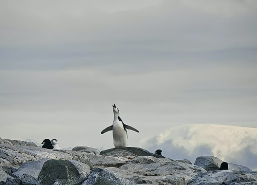 Fotografija 13 - Veliki Gogo na sedmom kontinentu: 'Ako bi Antarktiku trebao opisati riječima, osjećao bi se da abnormalno umanjujem doživljaj'