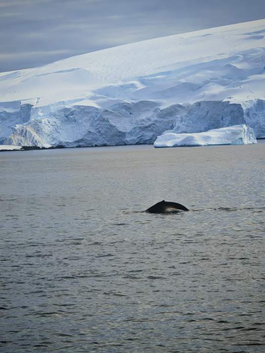 Veliki Gogo na sedmom kontinentu: 'Ako bi Antarktiku trebao opisati riječima, osjećao bi se da abnormalno umanjujem doživljaj'