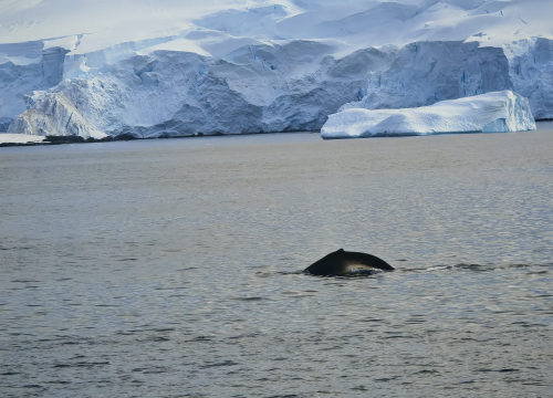 Fotografija 14 - Veliki Gogo na sedmom kontinentu: 'Ako bi Antarktiku trebao opisati riječima, osjećao bi se da abnormalno umanjujem doživljaj'