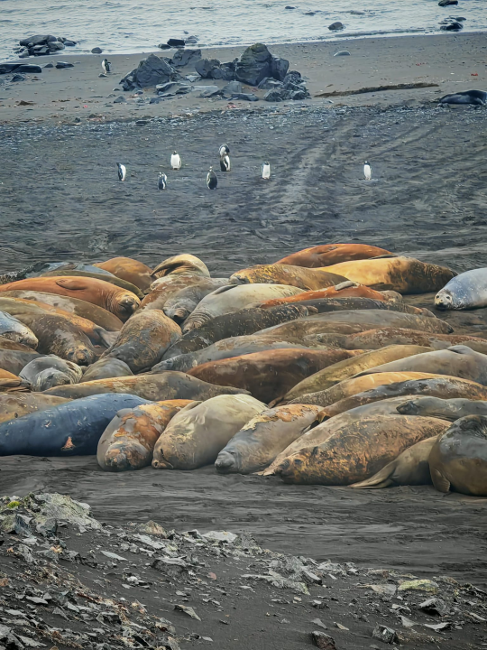Veliki Gogo na sedmom kontinentu: 'Ako bi Antarktiku trebao opisati riječima, osjećao bi se da abnormalno umanjujem doživljaj'