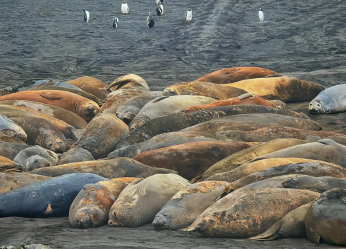Fotografija 7 - Veliki Gogo na sedmom kontinentu: 'Ako bi Antarktiku trebao opisati riječima, osjećao bi se da abnormalno umanjujem doživljaj'