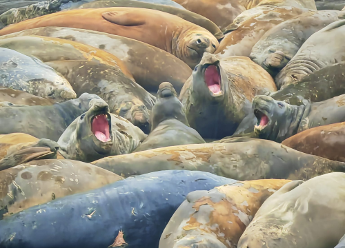 Fotografija 4 - Veliki Gogo na sedmom kontinentu: 'Ako bi Antarktiku trebao opisati riječima, osjećao bi se da abnormalno umanjujem doživljaj'