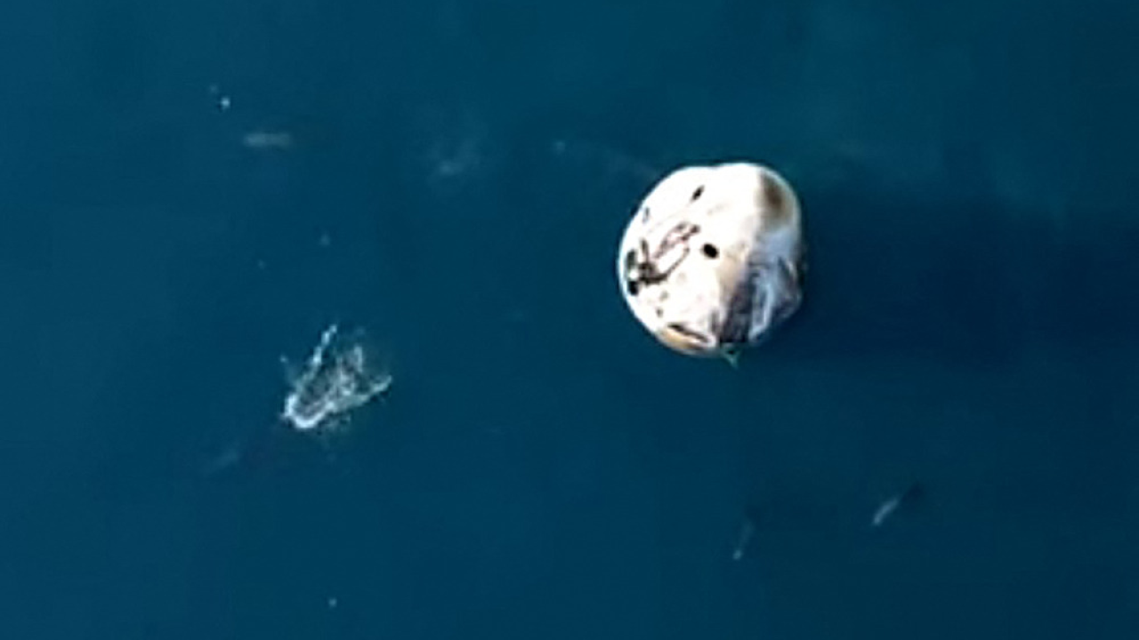 Astronauti se vratili na Zemlju: U moru ih dočekali dupini