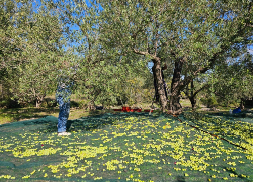 Fotografija 4 - Obitelj Birin stoljećima se bavi poljoprivredom, a danas njihova ulja osvajaju svjetska zlata