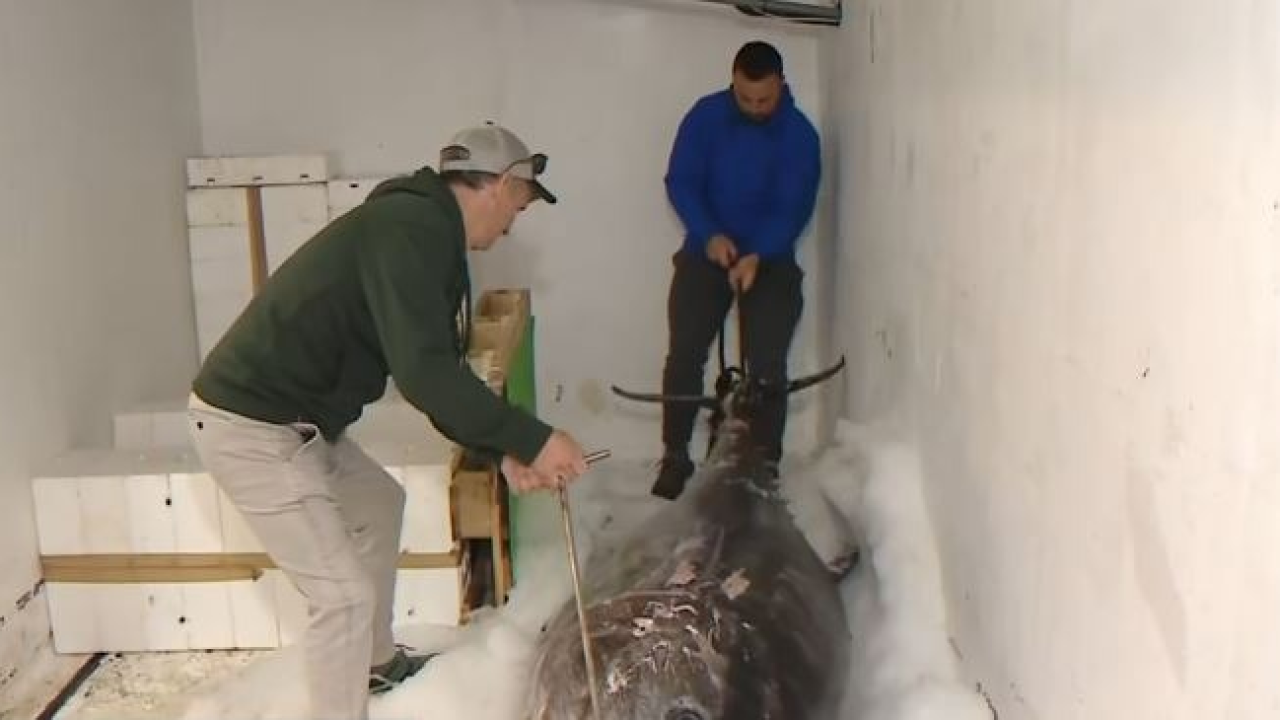 Vodički ribari Anton i Toni ulovili jednu od najvećih tuna ikada. 'Borba' s grdosijom trajala više od dva sata