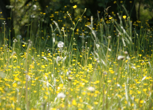 Ako vas muče alergije i čini se da je gore nego prošlih godina, u pravu ste