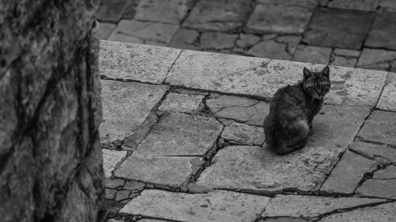 Osumnjičen za zanemarivanje životinje: Muškarac (54) kod Šibenika pokušao se riješiti teško bolesne mačke