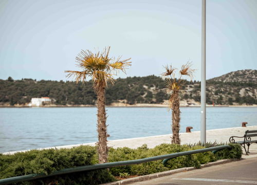 Fotografija 4 - Unatoč stalnom 'napadu', obrana protiv Palmine pipe u Šibeniku ne posustaje