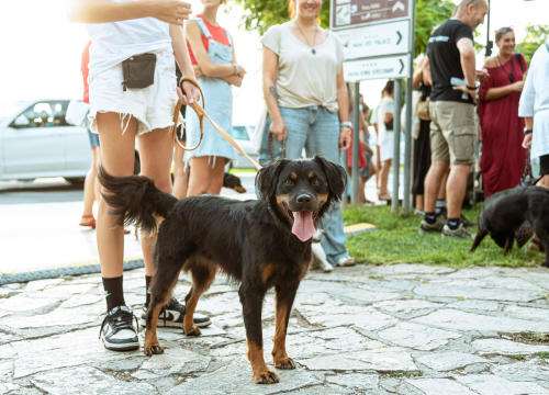 Sve više ljudi bira pse umjesto djece