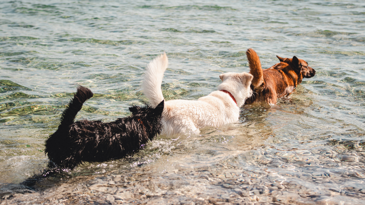 Evo kako 'prevariti' psa da proguta tabletu
