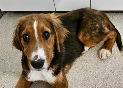 Ako tražite prijatelja koji će vas bezuvjetno voljeti, Milo je možda biće koje vam nedostaje u životu