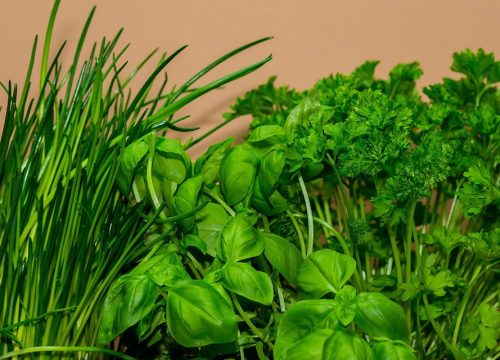 Sadite ih zajedno: Ovih osam parova začinskog bilja najbolje se slažu