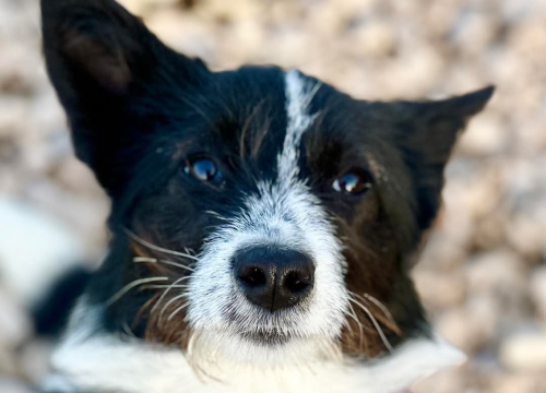 Fotografija 5 - Lucy Lu iz Šibenskih šapa traži dom pun ljubavi – zaslužuje drugu priliku