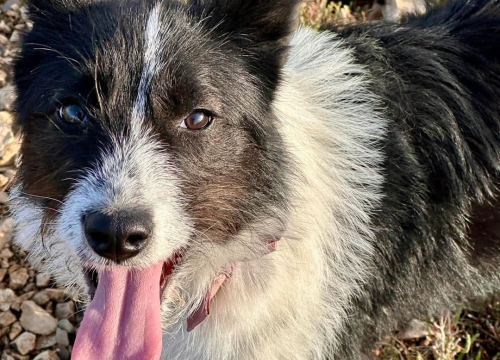 Fotografija 11 - Lucy Lu iz Šibenskih šapa traži dom pun ljubavi – zaslužuje drugu priliku