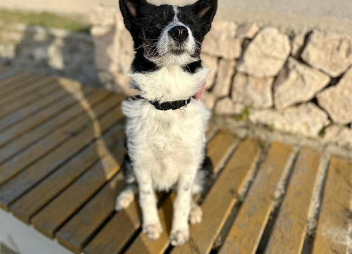 Fotografija 7 - Lucy Lu iz Šibenskih šapa traži dom pun ljubavi – zaslužuje drugu priliku