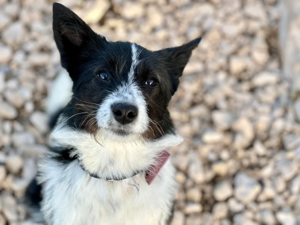 Lucy Lu iz Šibenskih šapa traži dom pun ljubavi – zaslužuje drugu priliku