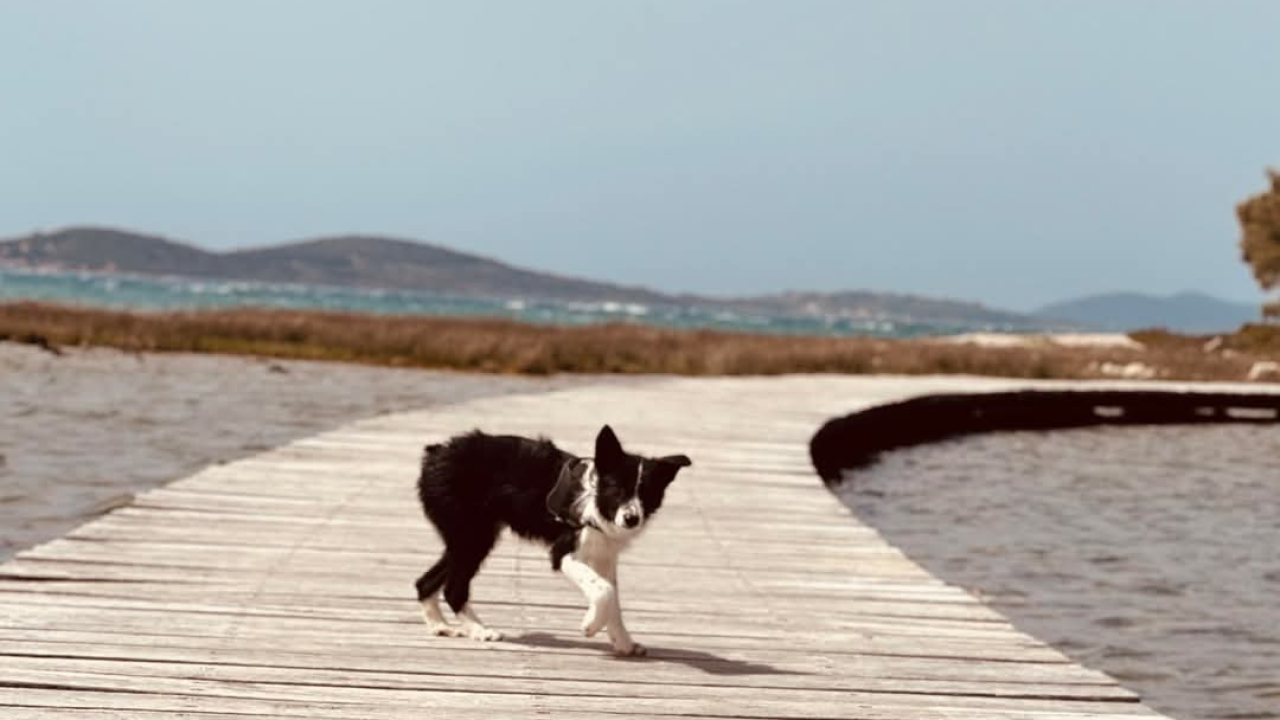 Lucy Lu iz Šibenskih šapa traži dom pun ljubavi – zaslužuje drugu priliku