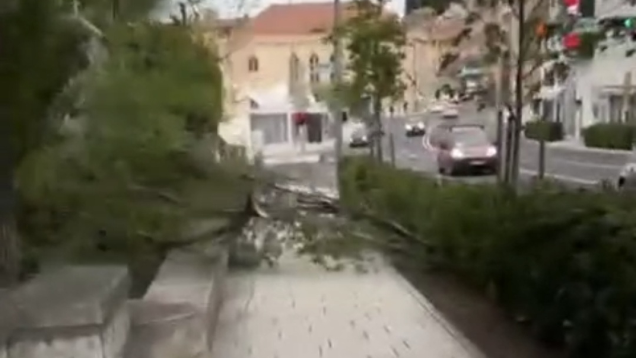 Jak vjetar otežava promet: Iščupano stablo u Šibeniku, u prekidu brodske linije
