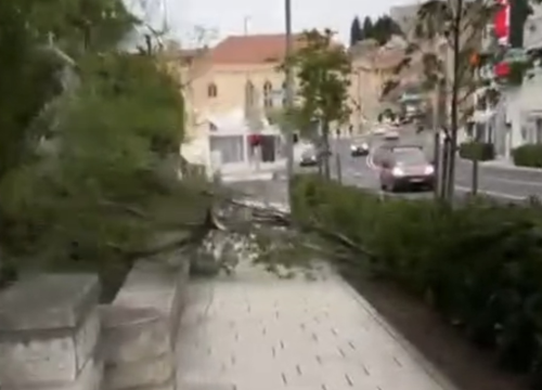 Jak vjetar otežava promet: Iščupano stablo u Šibeniku, u prekidu brodske linije