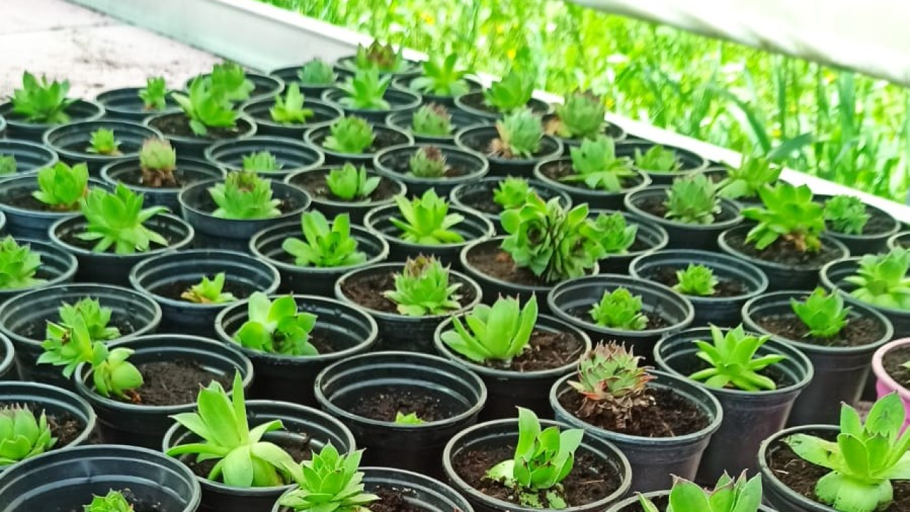 Učenici Strukovne i Tehničke škole iz Šibenika 'srce' su festivala 'Čuvarkuća - život prije markacija'