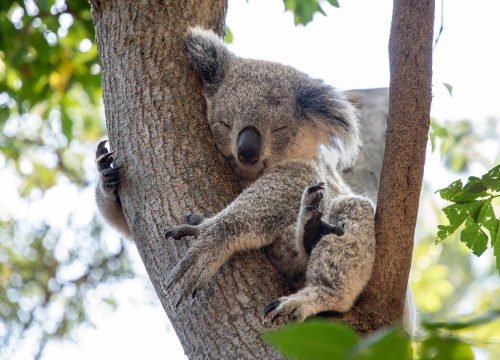 Snajperisti u Australiji ubili više od 700 koala kako ne bi uginule od gladi i žeđi