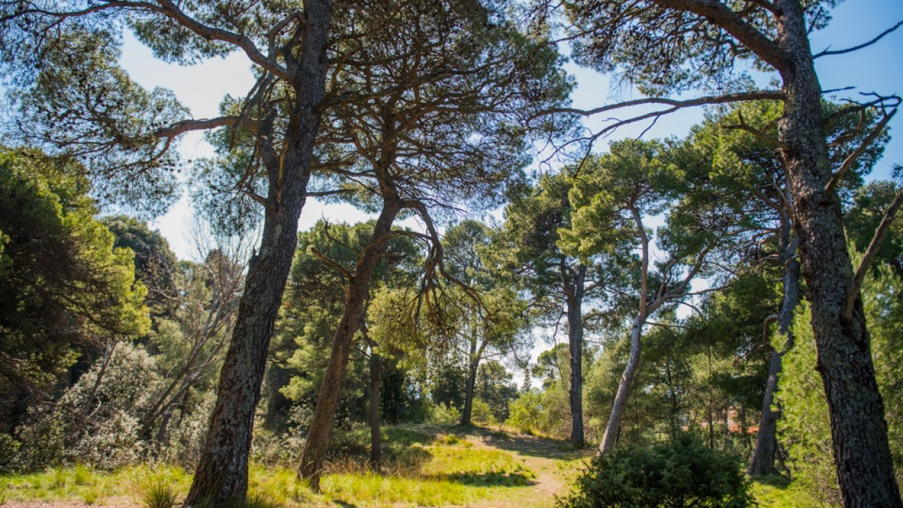 Visianijeva Poljica: Šibenski turistički vodiči vode vas u šetnju 'plućima grada Šibenika'