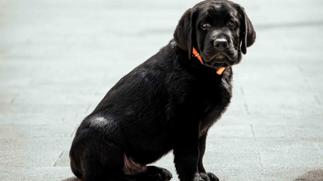 Manje stresa: Evo kako ljubimci čine vaše srce zdravijim