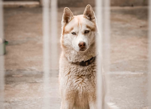 Fotografija 9 - Građa – šibenski kvart između stare gradske jezgre i tvrđava