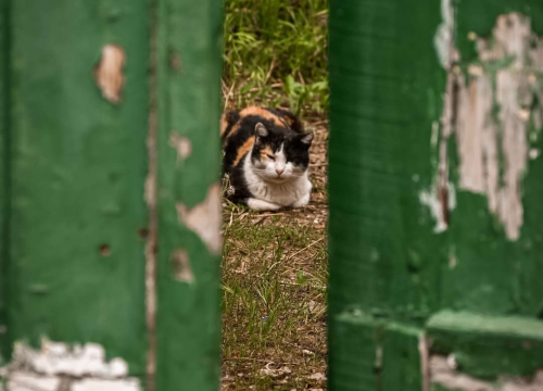 Fotografija 1 - Građa – šibenski kvart između stare gradske jezgre i tvrđava