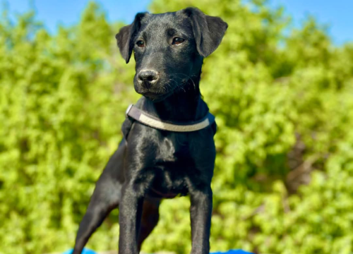 Fotografija 5 - Tri njuškice iz Šibenskih šapa traže svoj zauvijek dom: Upoznajte Kiu, Seija i Ayru