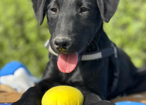 Fotografija 10 - Tri njuškice iz Šibenskih šapa traže svoj zauvijek dom: Upoznajte Kiu, Seija i Ayru