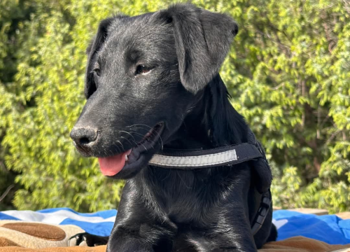 Fotografija 8 - Tri njuškice iz Šibenskih šapa traže svoj zauvijek dom: Upoznajte Kiu, Seija i Ayru