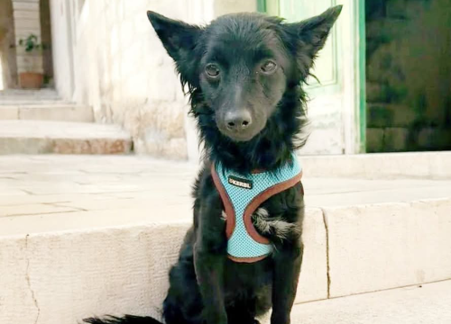 Fotografija 3 - Tri njuškice iz Šibenskih šapa traže svoj zauvijek dom: Upoznajte Kiu, Seija i Ayru