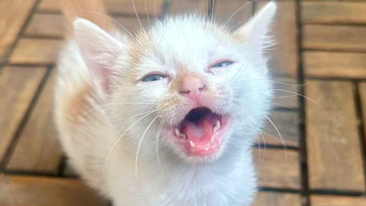 Dramatičan apel Šibenskih šapa: 'Financijski smo iscrpljeni, svaki euro nam znači sve!'