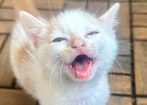 Dramatičan apel Šibenskih šapa: 'Financijski smo iscrpljeni, svaki euro nam znači sve!'