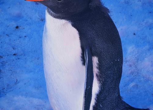 Fotografija 8 - Veliki Gogo, prvi Šibenčanin na Antarktici: 'Skočio sam u more dva puta, a pingvini baš i ne mirišu najbolje'